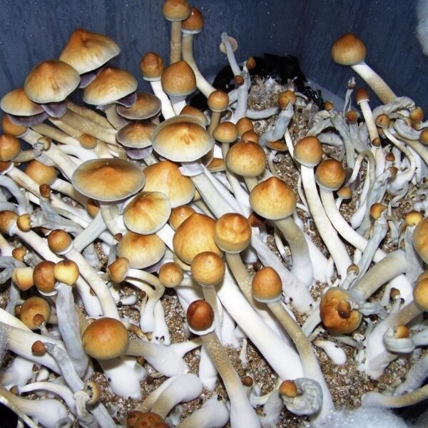 Alcabenzi Magic Mushrooms