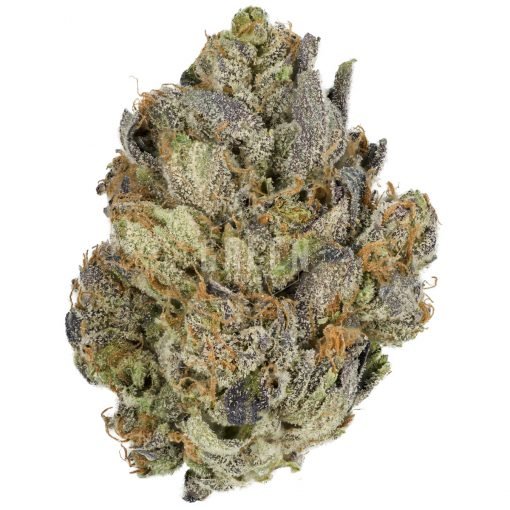 Gorrilla Glue