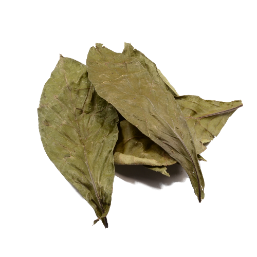 Psychotria viridis (Chacruna) – leaves.