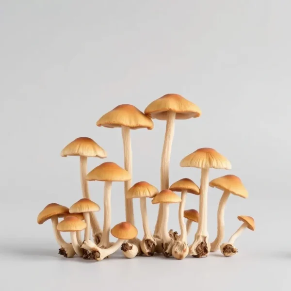 Beginner Friendly Mushrooms