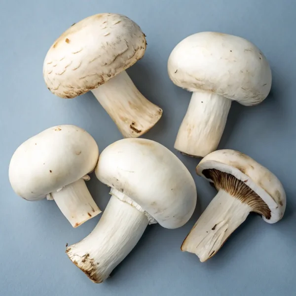 Albino - Premium Quality