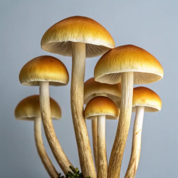 Golden Teacher - Organic