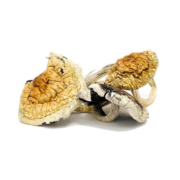 Golden Teacher Magic Mushrooms